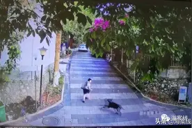 小男孩被黑狗追赶扑倒，妈妈提着刀来了......图片