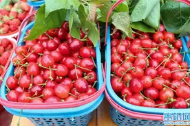 贵阳：人间四月天，乌当下坝樱桃红图片