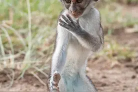 非洲一23岁男子，平时爱吃香蕉，长相像猴子，常被人当动物欺负图片