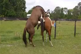 马儿的初次恋爱之旅，公马看见母马后兴奋极了，这是恋爱的感觉？图片