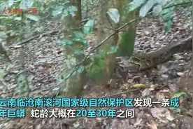 蛇龄恐达30年！云南发现5米长的巨蟒，蛇最长究竟能活多少年？图片