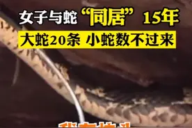蛇“侍寝”女子15年，安徽一条大蛇住进杂食店赖着不走，啥情况？图片