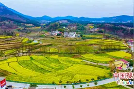 中国搜索网 河南省商城县：“花海经济”助推乡村振兴图片