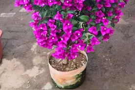 喜欢三角梅的花友千万别错过这几个品种，开花超勤一年开好几茬图片