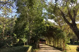西双版纳野象谷：中国唯一能与野象群近距离交流的地方图片