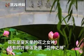 心疼！玄武湖并蒂莲被外地游客摘下来了图片