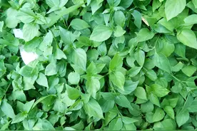 狗肝菜-农村随处可见的野菜图片