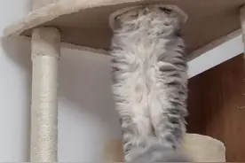 有一些猫爬架，总是搞的猫很尴尬图片