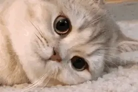 搞笑GIF:看我看我快看我，可爱的小猫咪图片