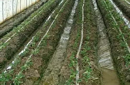 草莓定植后,如何快速缓苗?六大妙招来帮忙,早看早知道