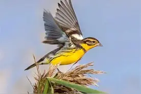 南越美食禾花雀与芦丁鸡（蒿雉）的区别有什么？图片