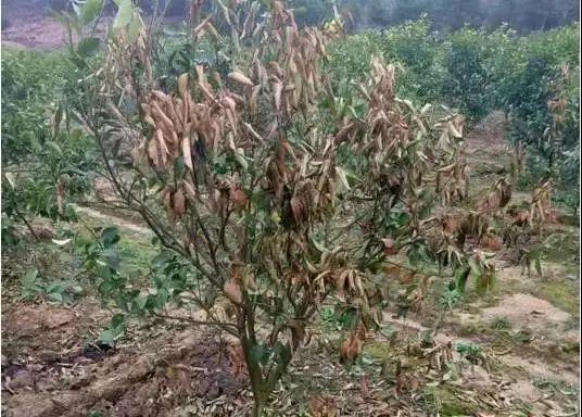 妞嶇墿缂虹礌鍘熷洜鍙婄己绱犵棁鐘跺鐓ц〃