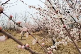 太原赏桃花的一处山林，300余亩桃花山间开放，周末游玩好去处图片