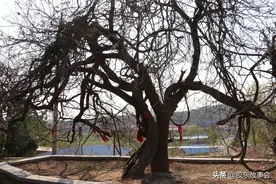 栖霞“榆林子”村的奇景：紫藤缠绕在另一棵树上，相伴数百年图片