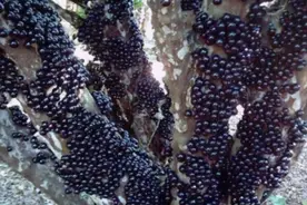 5种适合上班族囤的零食，低卡又饱腹，建议囤上一箱图片