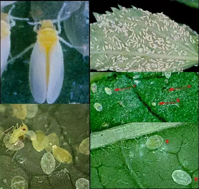 防治根结线虫、枯萎病、根腐病，超好用的用药配方