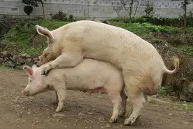 南通如海话猪的多种叫法，不是农村人一般不知道，如东海安如皋话图片