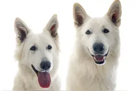 我养的两只牧羊犬曾咬死狼，我坐火车离开草原后，它们每天都去车站等我图片