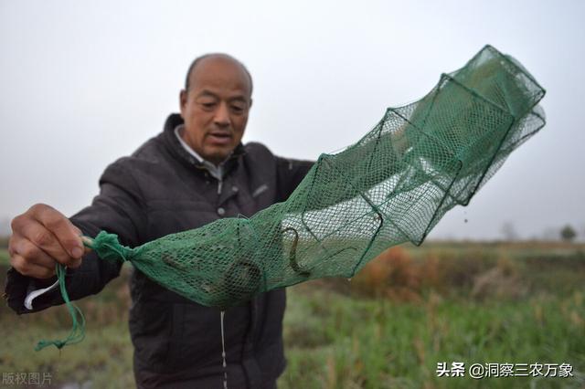 黄鳝捕捉方法（黄鳝怎么捕捉用上这6种方法后）