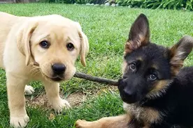 威风凛凛严肃认真的德牧，小时候竟然这么萌！20张图带你撸狗啦图片