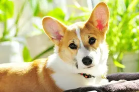 柯基犬纯不纯，主要看这5个地方，串串没办法装图片