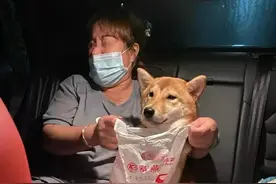 晕车的狗狗有多惨？看起来生无可恋图片