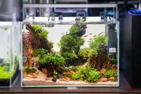 草缸十大首选鱼，总有一类适合你图片