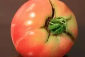 番茄裂果一看就搞懂！揭秘番茄裂果原因图片