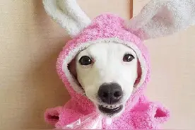 幽默笑话：端午节每人发一篮粽子，歪果人说外面的生菜有点硬图片