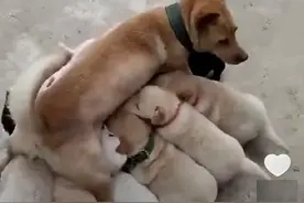 土狗大黄生了一窝小奶狗，连母狗自己都糊涂了，这到底有几只啊图片