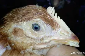 老兽医：强力霉素+泰乐菌素，简单实用，防治养鸡场3大类混感病图片