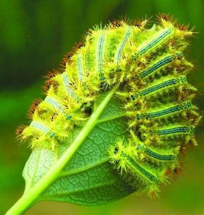 这种毛毛虫叫"洋辣子",是农业最大害虫,喜欢吃农作物!