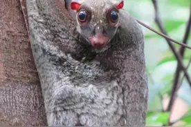 偶遇新加坡神奇生物，水汪汪的大眼简直萌化人心图片