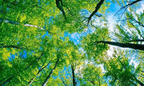 人人都喜欢的“心有猛虎，细嗅蔷薇”，到底是什么意思？