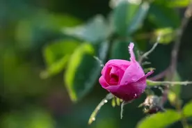 绝美玫瑰花海已经盛放！鄠邑这个地方，连空气都有香味图片