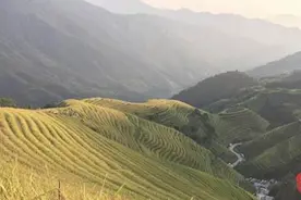 北回归之城的养颜圣品｜紫米花酿图片