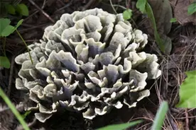 中国十大野生菌排名：杏鲍菇上榜，第一口感似牛肉图片