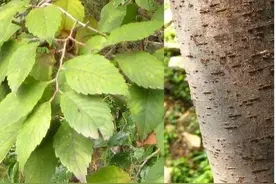 榆树能嫁接吗，通常嫁接哪些树种？图片