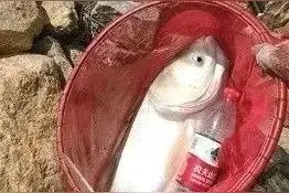 老鬼老三样——黄河作钓的不二首选图片