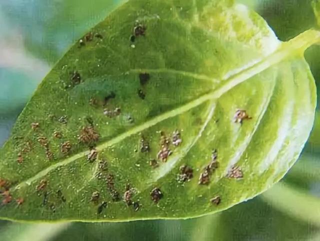 5类杀菌剂使用不当，最容易误伤作物！你会正确使用它们吗？