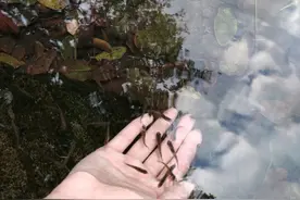 一天能吃2千只蚊子，我国为控蚊患引入，如今却将它列入黑名单图片