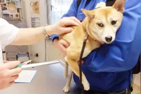 点赞！免费注射狂犬疫苗进社区，只需要携带证件即可视频封面