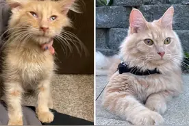 25张流浪猫咪被收养前后的对比图片：爱能改变一个生命图片