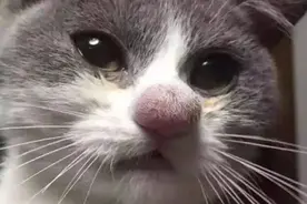 看完这些被蜜蜂叮的猫咪，觉得又心疼又好笑，太可爱了图片