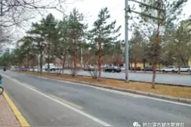 生病樟子松“枯木”又逢春 香坊区园林部门对珍稀品种行道树实施“复壮行动”图片