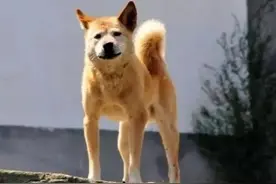 大黄狗传奇图片