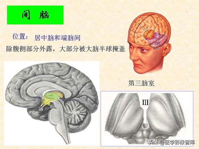 脑干、小脑及间脑解剖