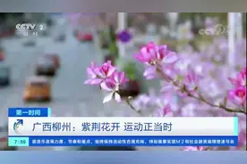 柳州紫荆花开了！央视播出一组画面，惊艳世界！图片
