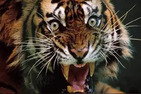 四川以前很多老虎，又经常打仗，真有明代酿酒窖池能保存到今天吗图片