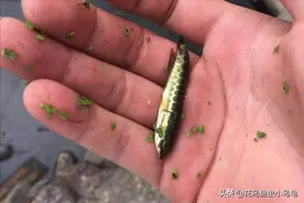 居然有人把黑鱼当宠物养？小黑鱼怎么养？这些注意事项你需要了解图片